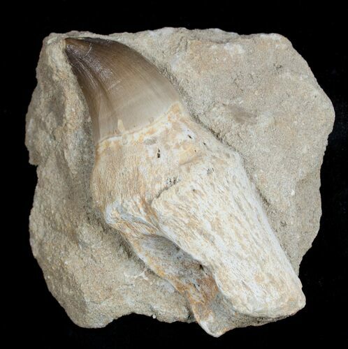 Giant Rooted Mosasaur Tooth in Matrix #1759
